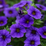 Basket, 12in Petunia Purple Mixed