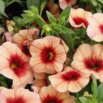 Calibrachoa, Bloomtastic Peach Grenadine 1G