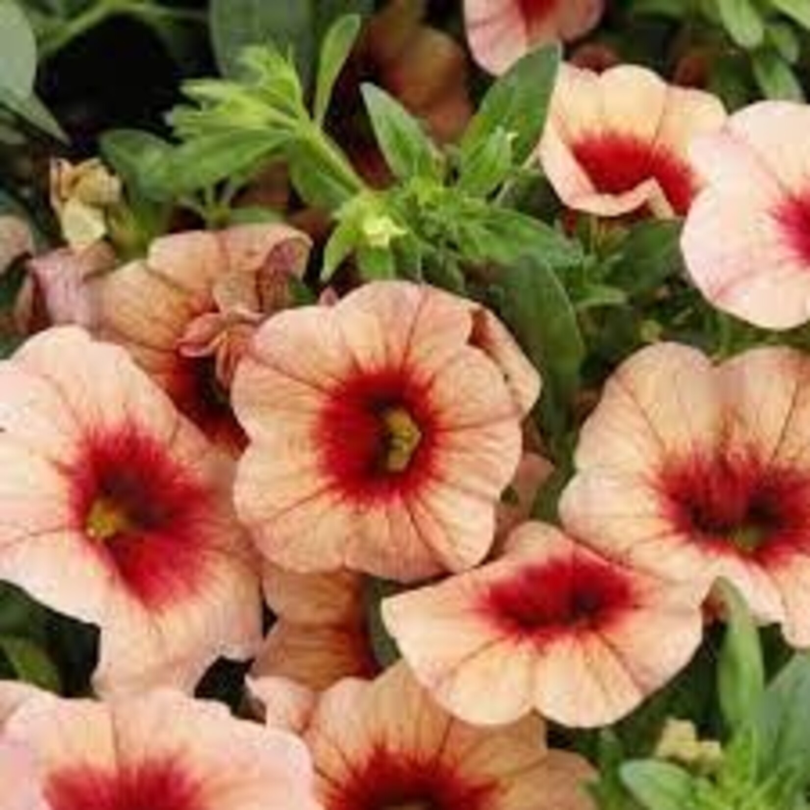 Calibrachoa, Bloomtastic Peach Grenadine 1G