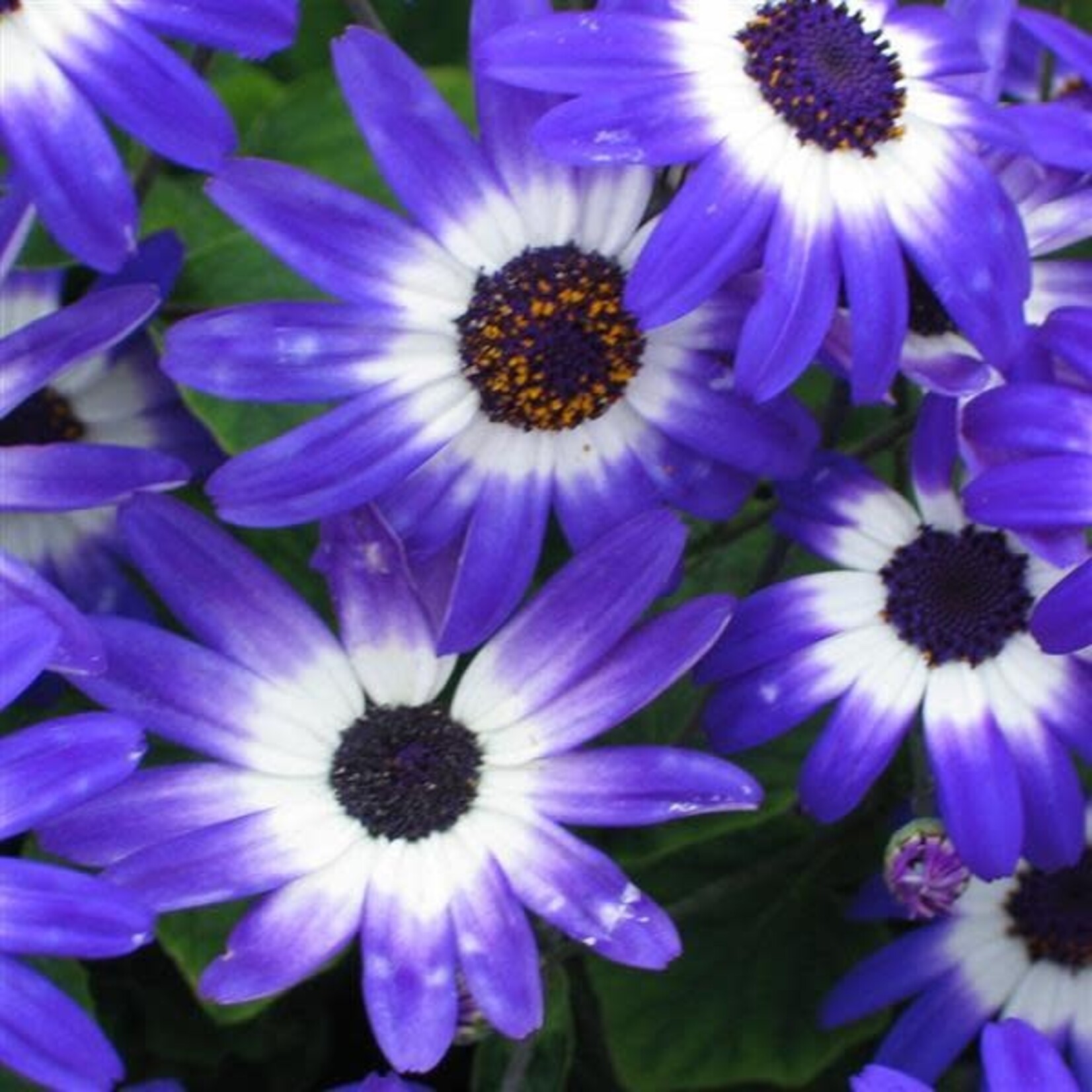 Senecio, Senetti Blue Bicolor 1G