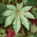 Ricinus Communis, Castor Bean 1G