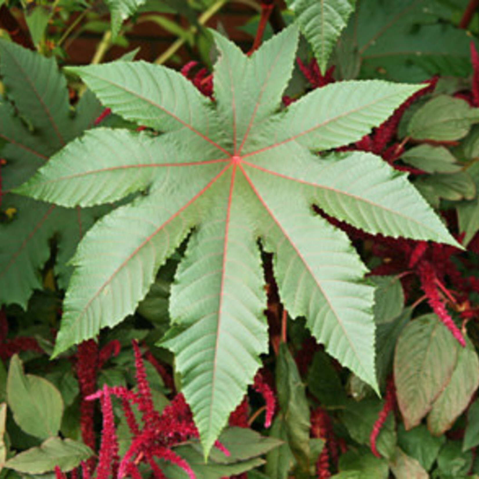 Ricinus Communis, Castor Bean 1G