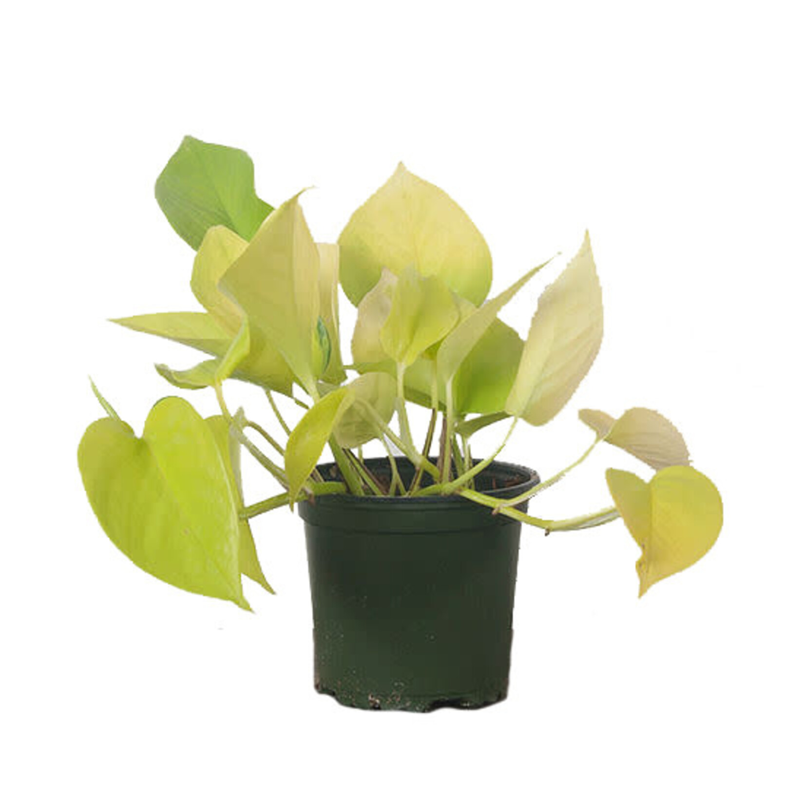 Pothos, Neon