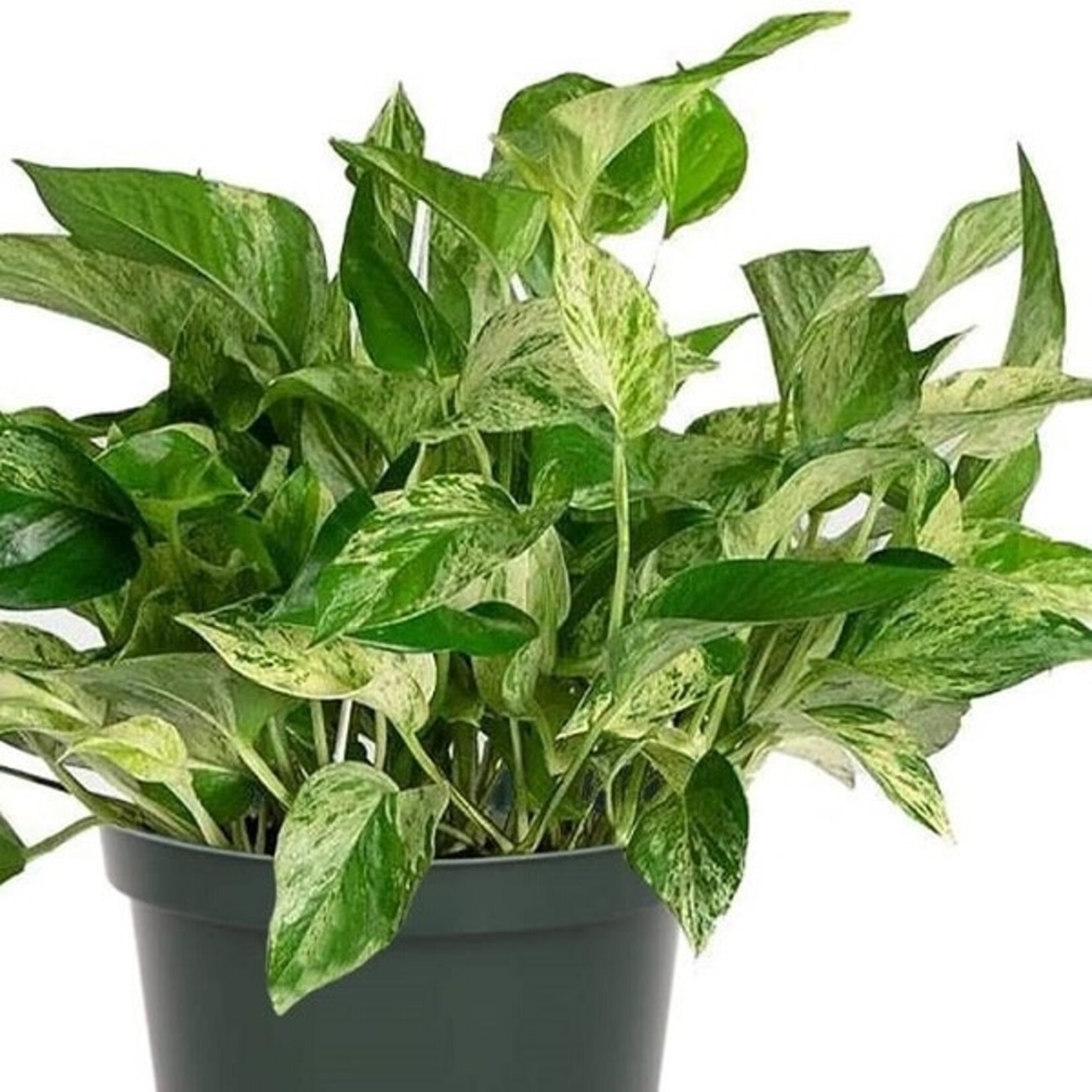 Pothos, Marble Queen