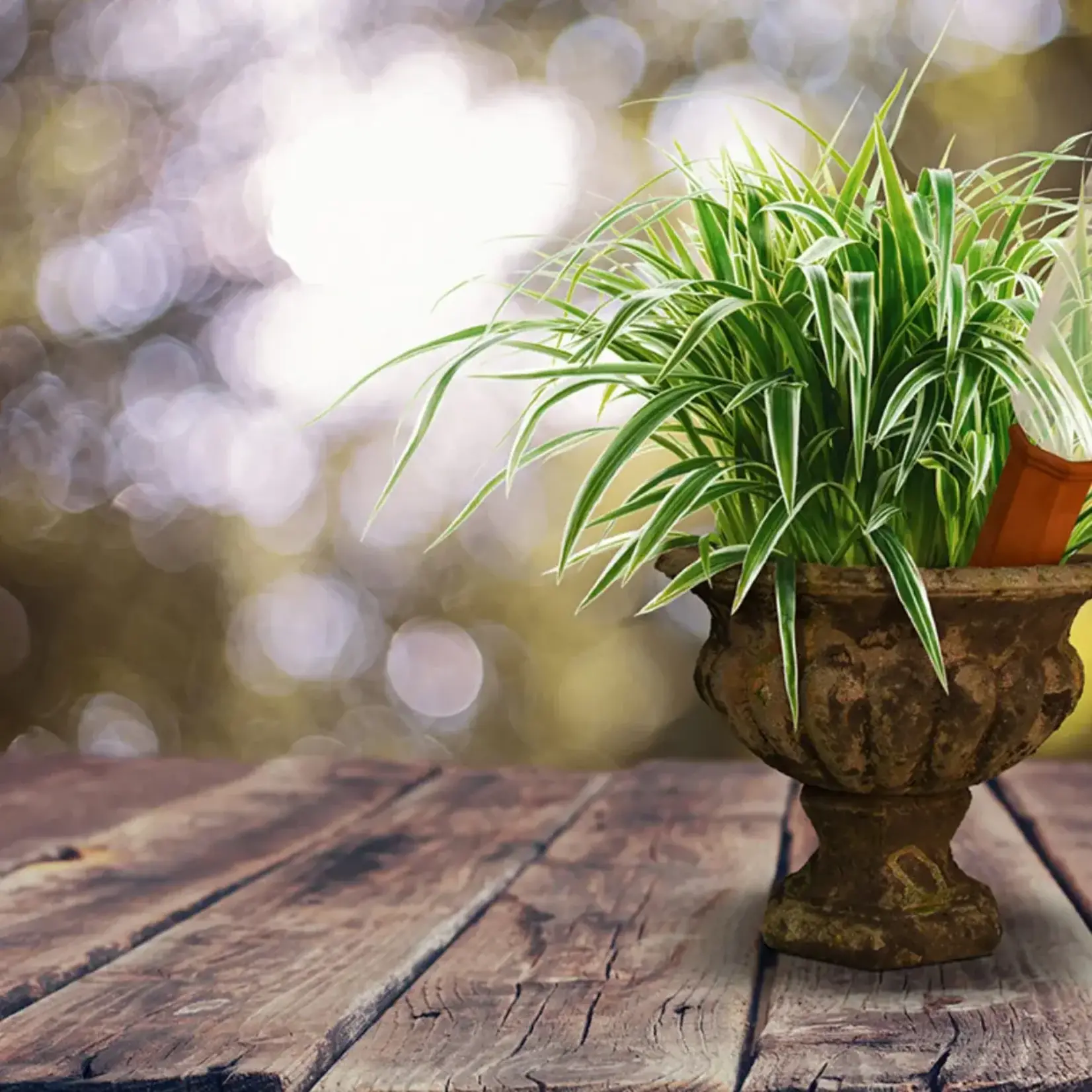 Watering Spike, Self Water with Wine Bottle