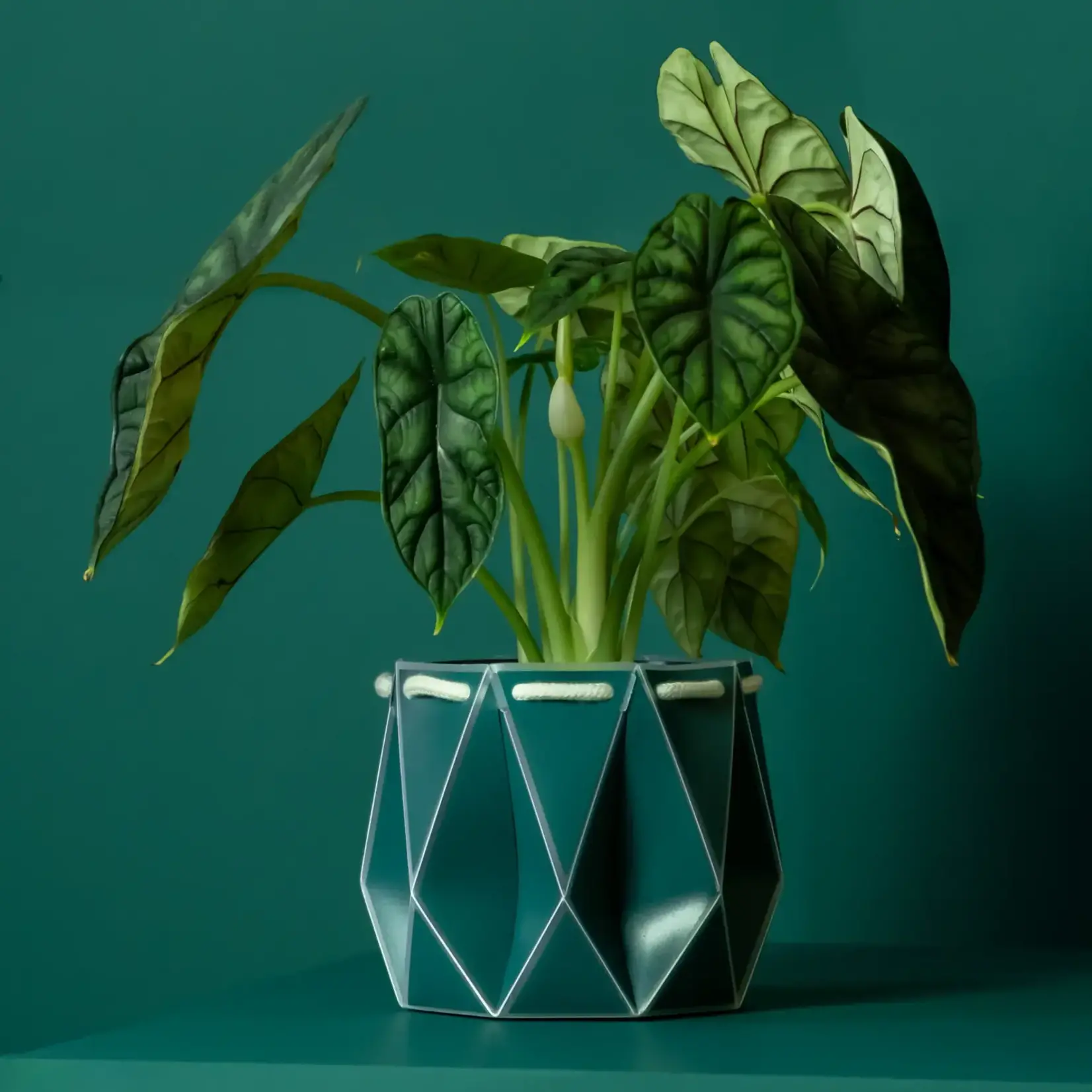 Pot, Self-watering 15cm