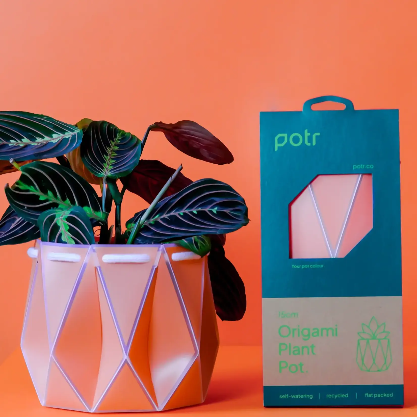 Pot, Self-watering 15cm