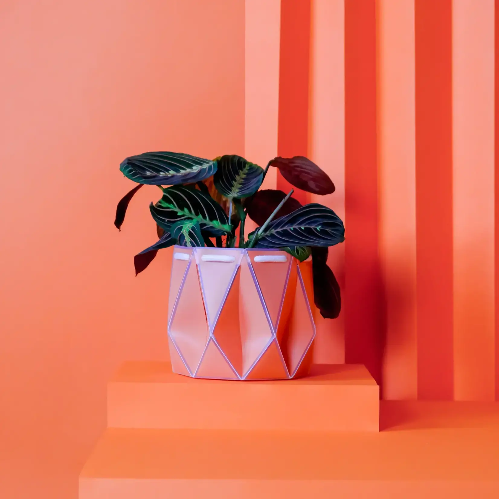 Pot, Self-watering 15cm