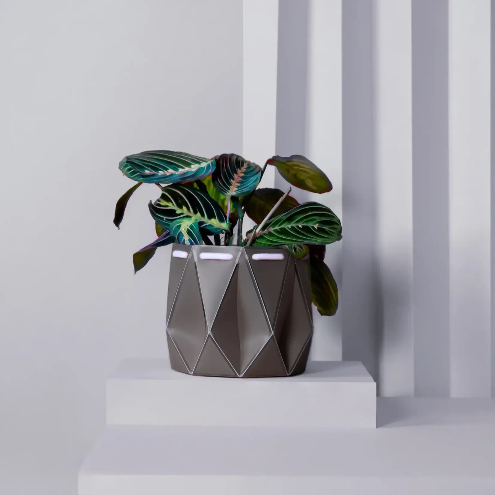 Pot, Self-watering 15cm