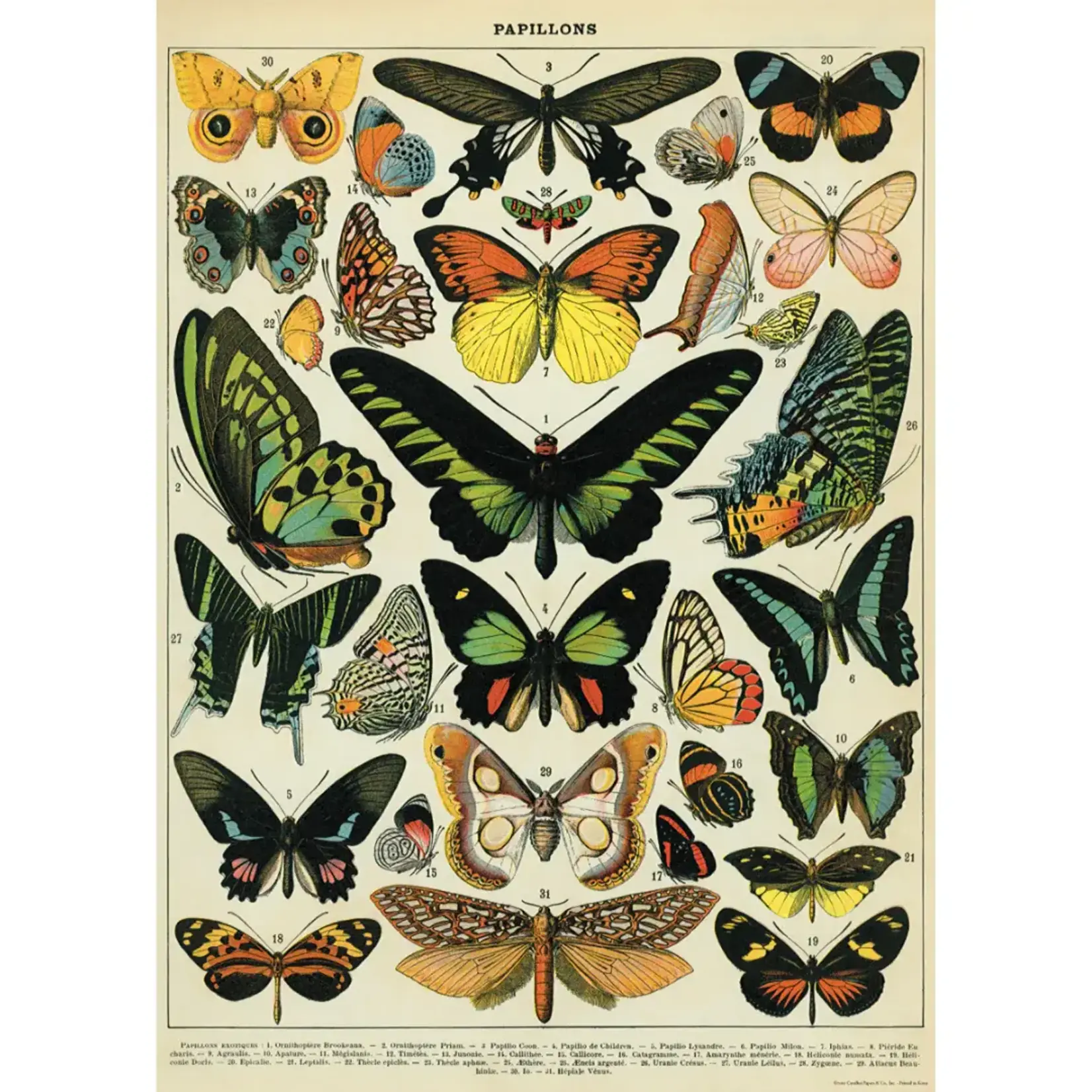 Poster Paper, 20x28