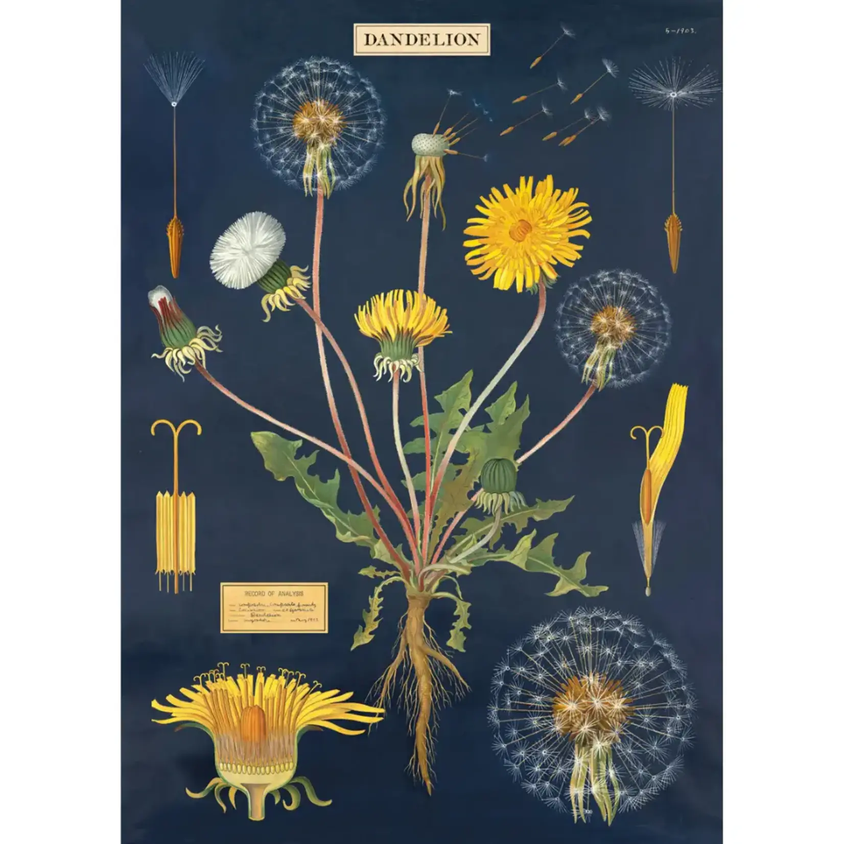 Poster Paper, 20x28