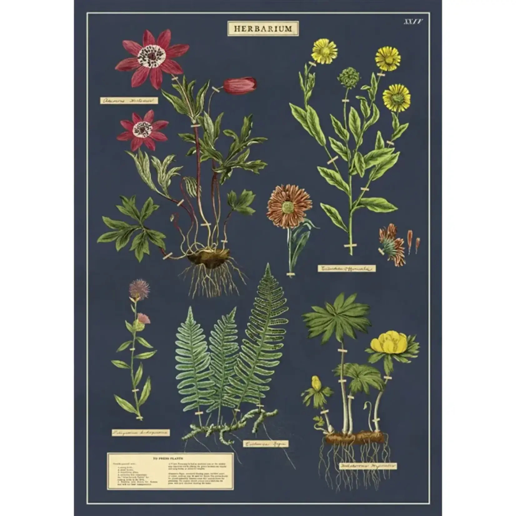 Poster Paper, 20x28