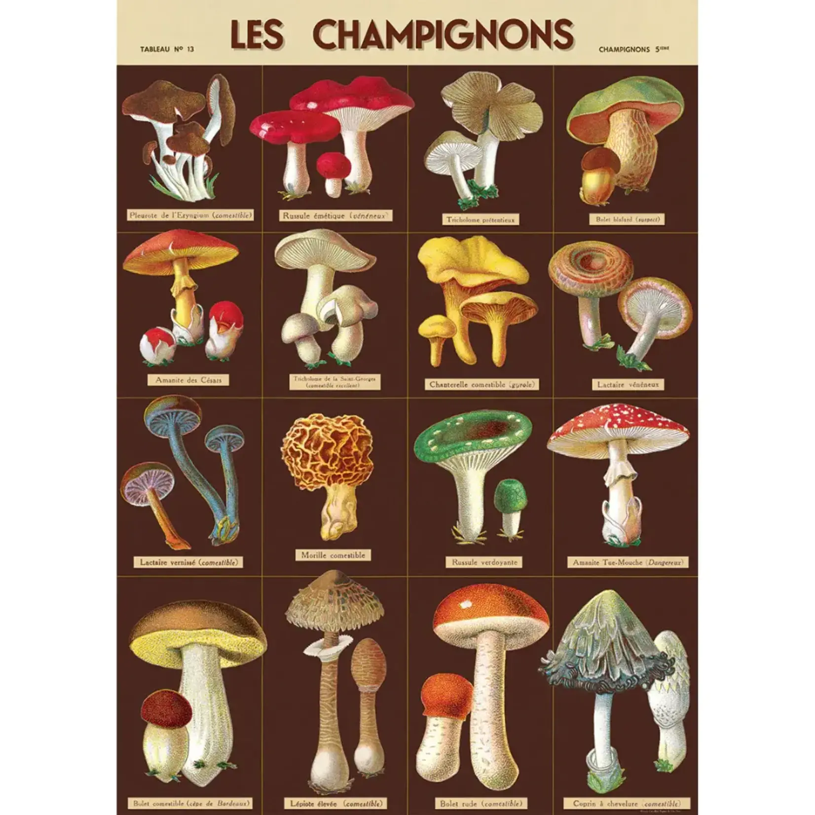 Poster Paper, 20x28