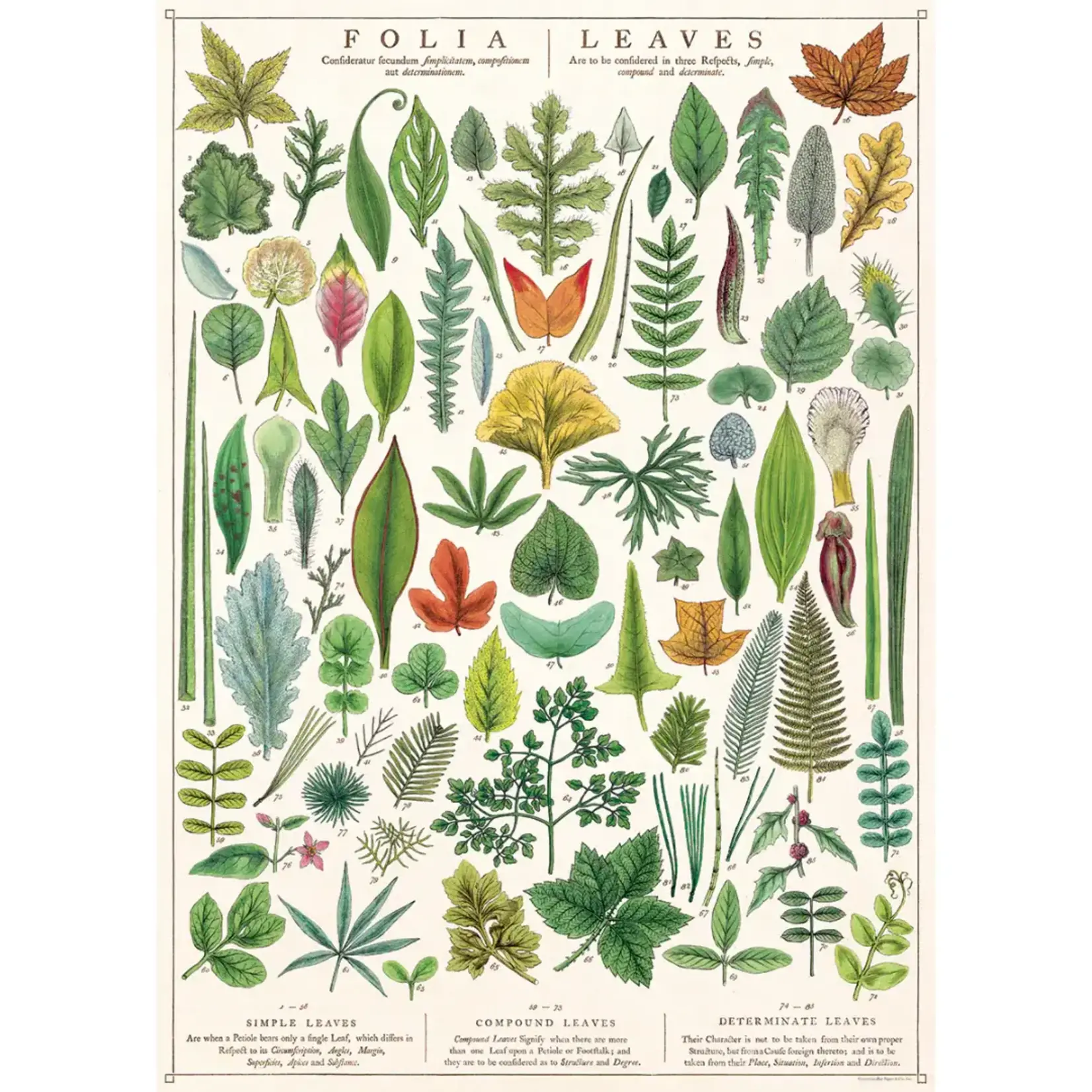 Poster Paper, 20x28
