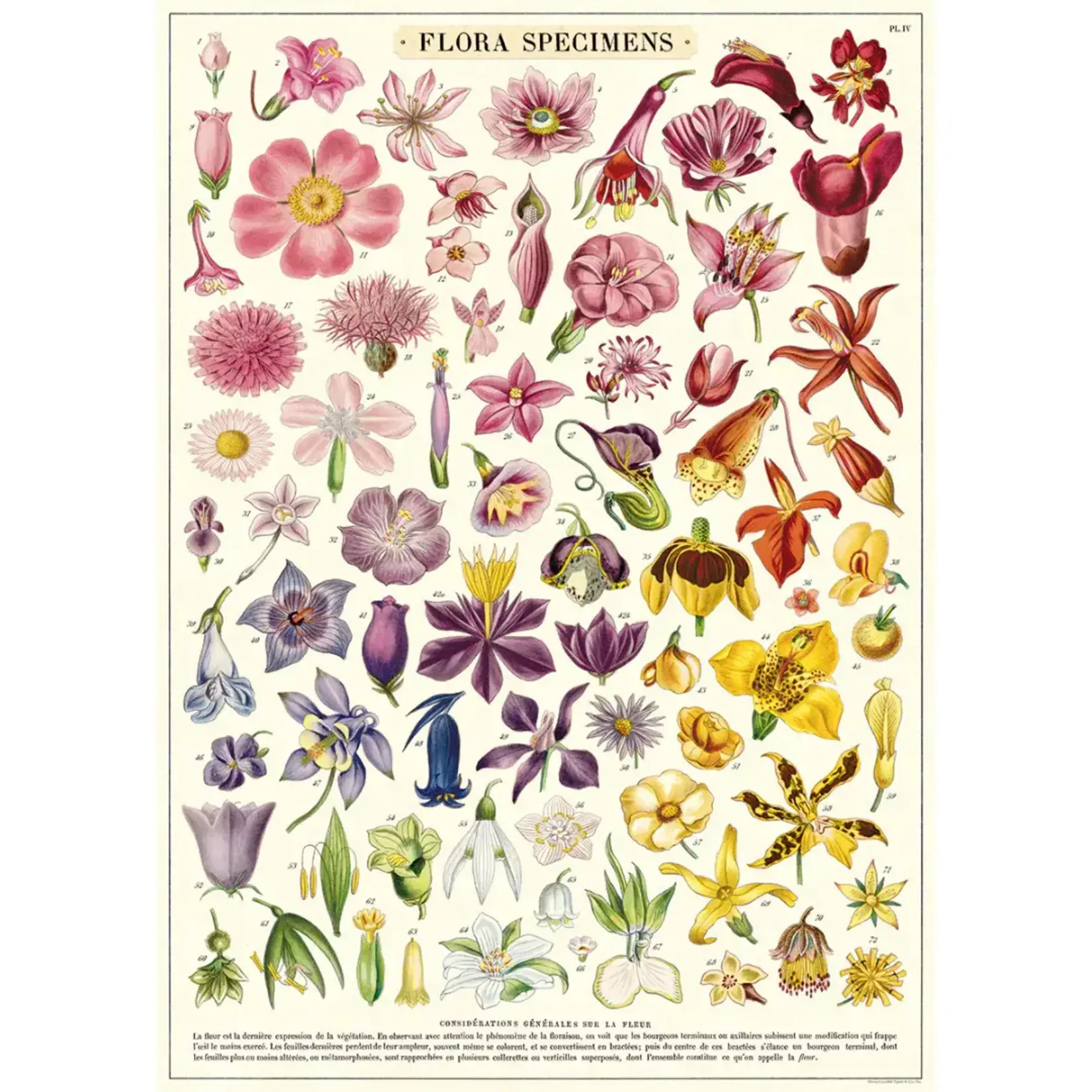 Poster Paper, 20x28