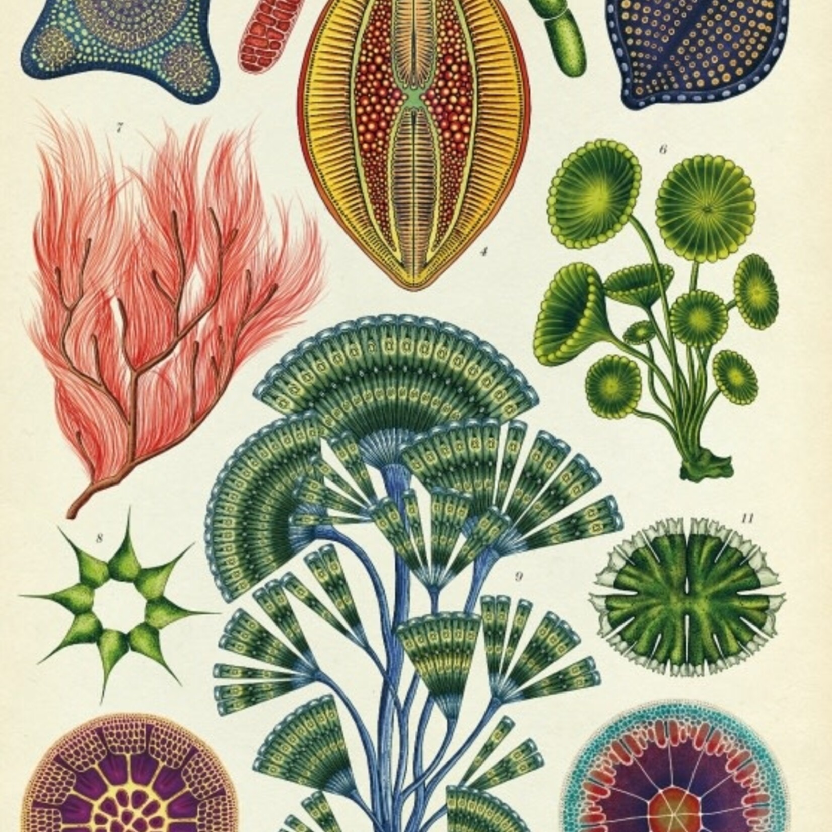 Book, Botanicum