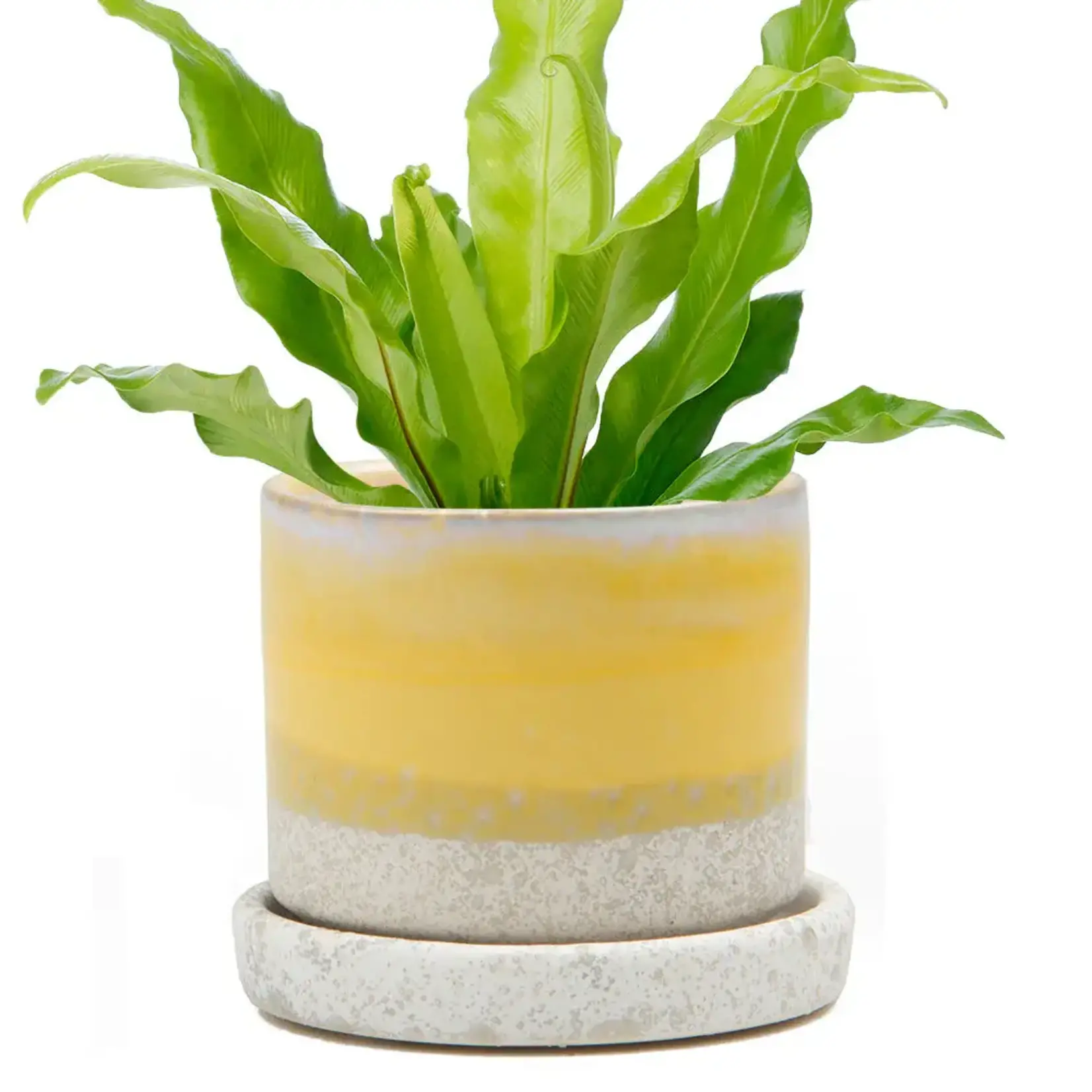 Pot, Yellow Layers w/s