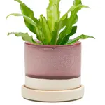 Pot, Burgundy w/s