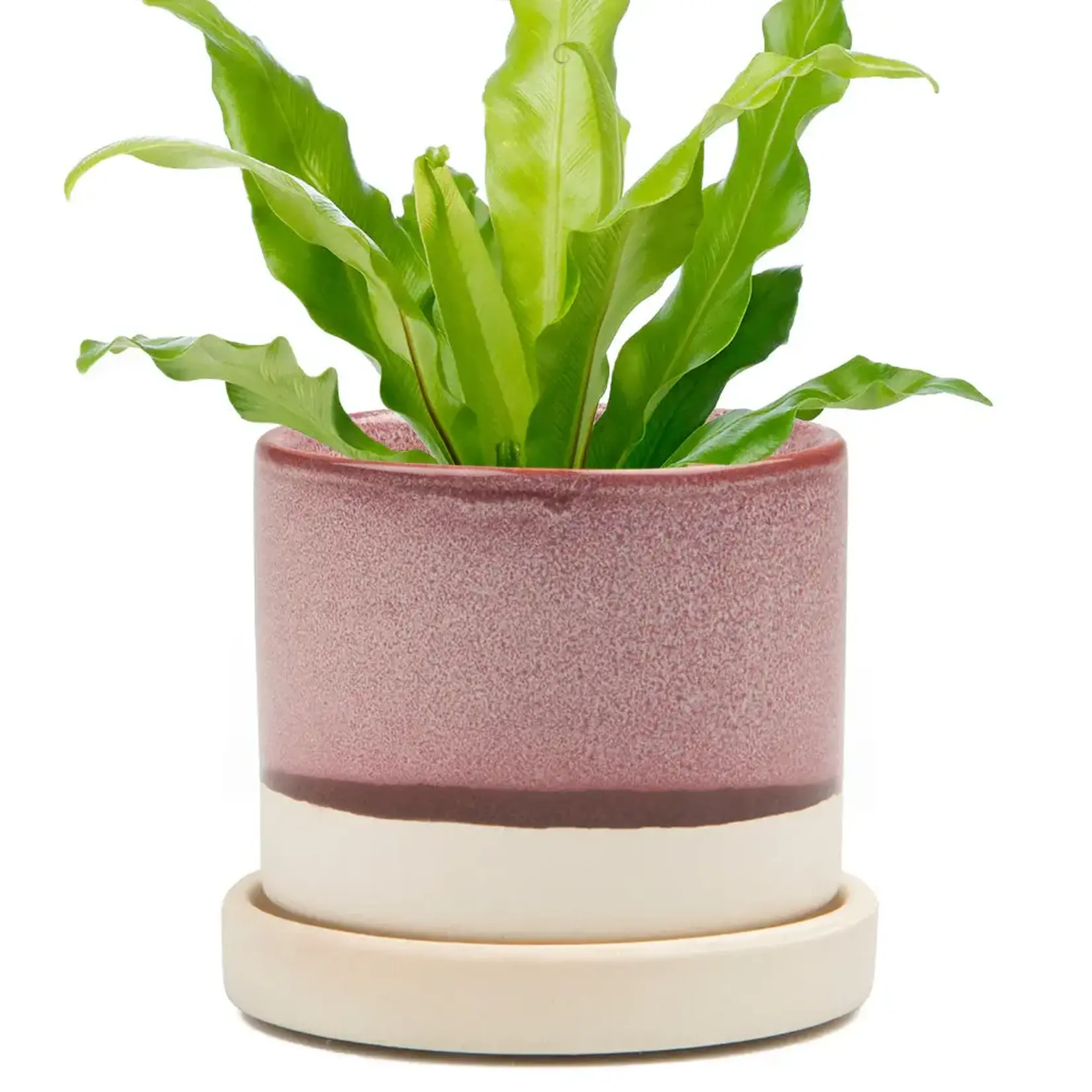 Pot, Burgundy w/s