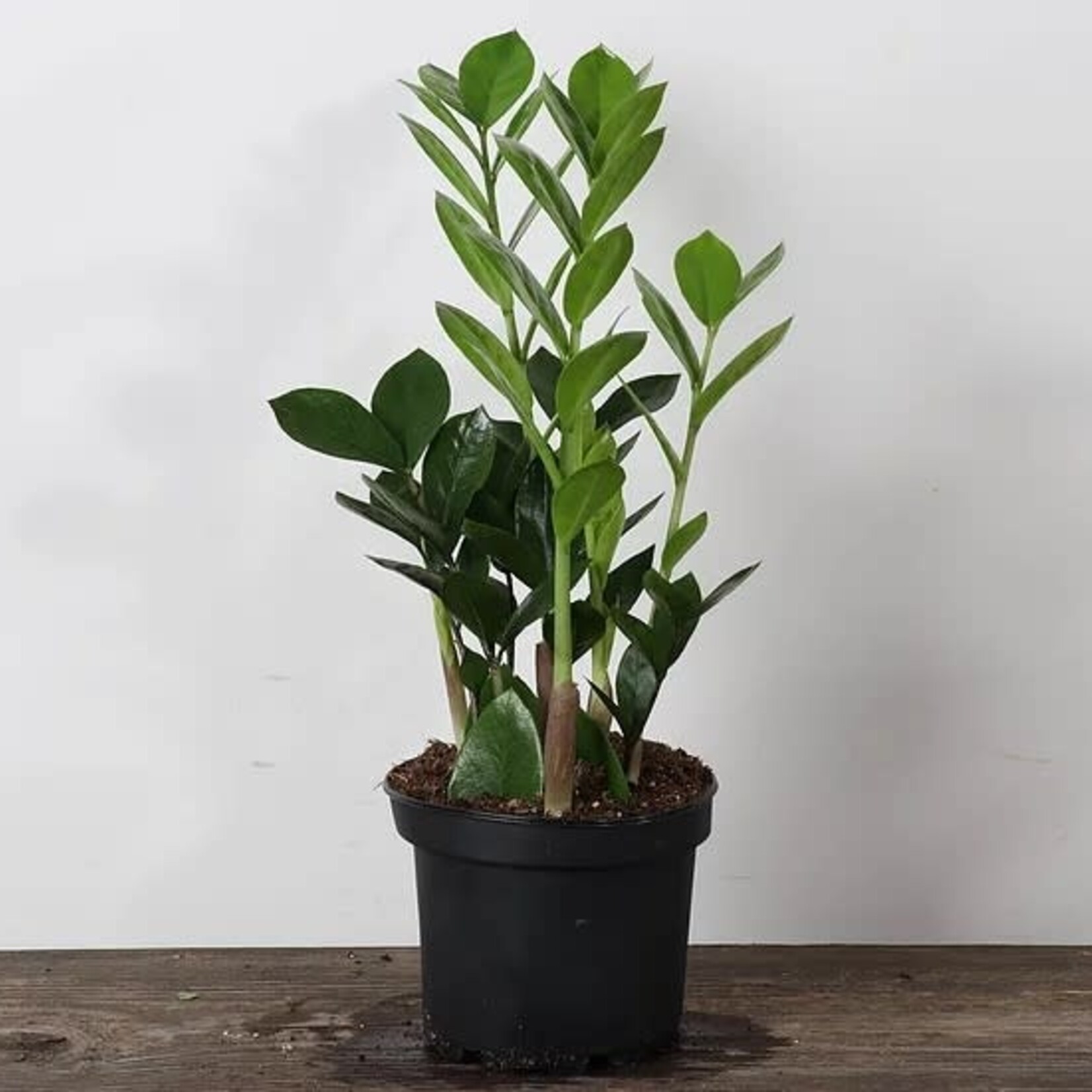 Zamioculcas, ZZ Plant  3G