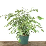 Ficus, Benjamina Variegated 8 in