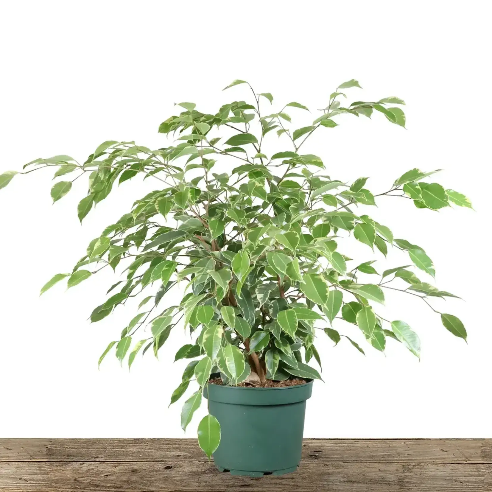 Ficus, Benjamina Variegated 8 in