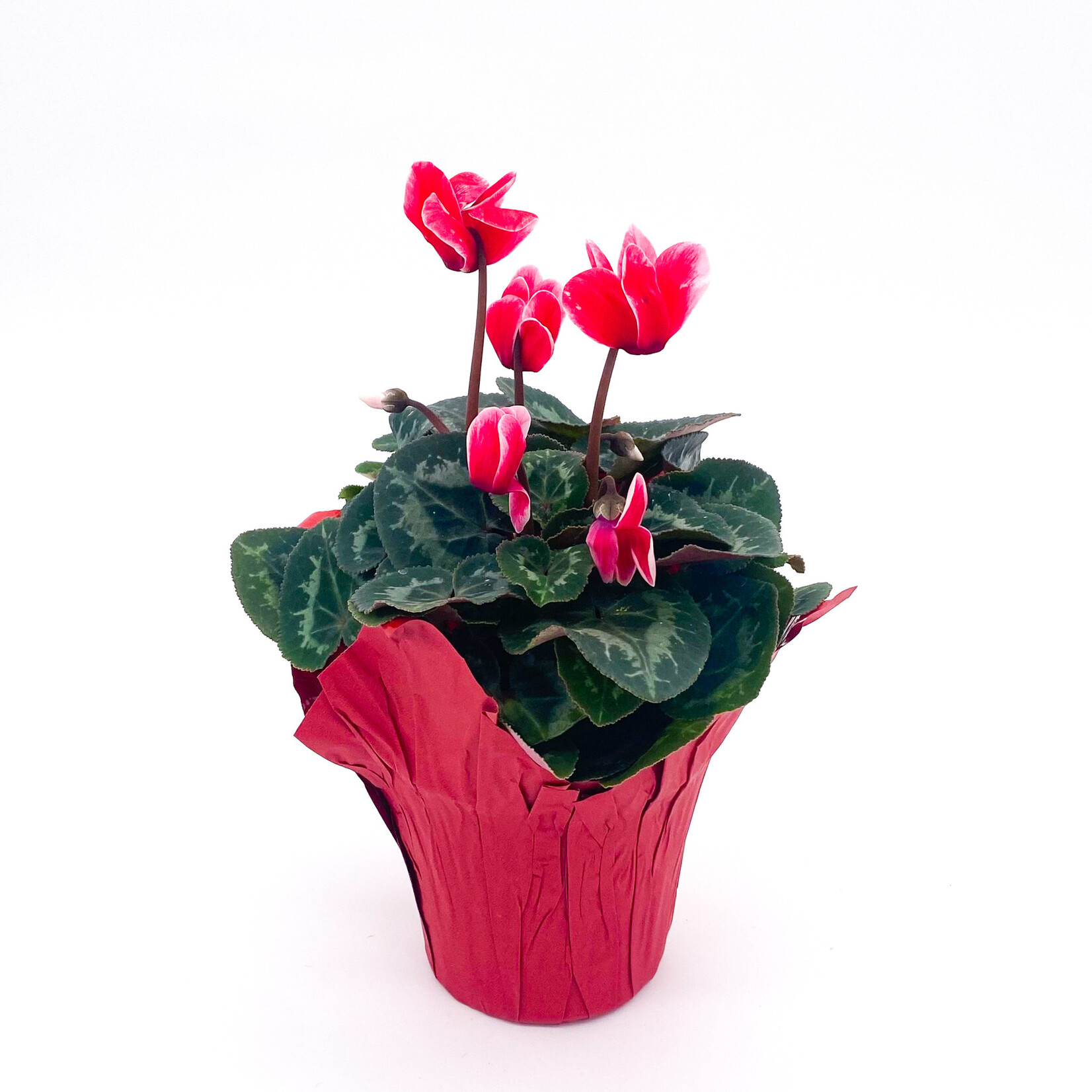Cyclamen, 4 in