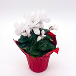 Cyclamen, 6 in