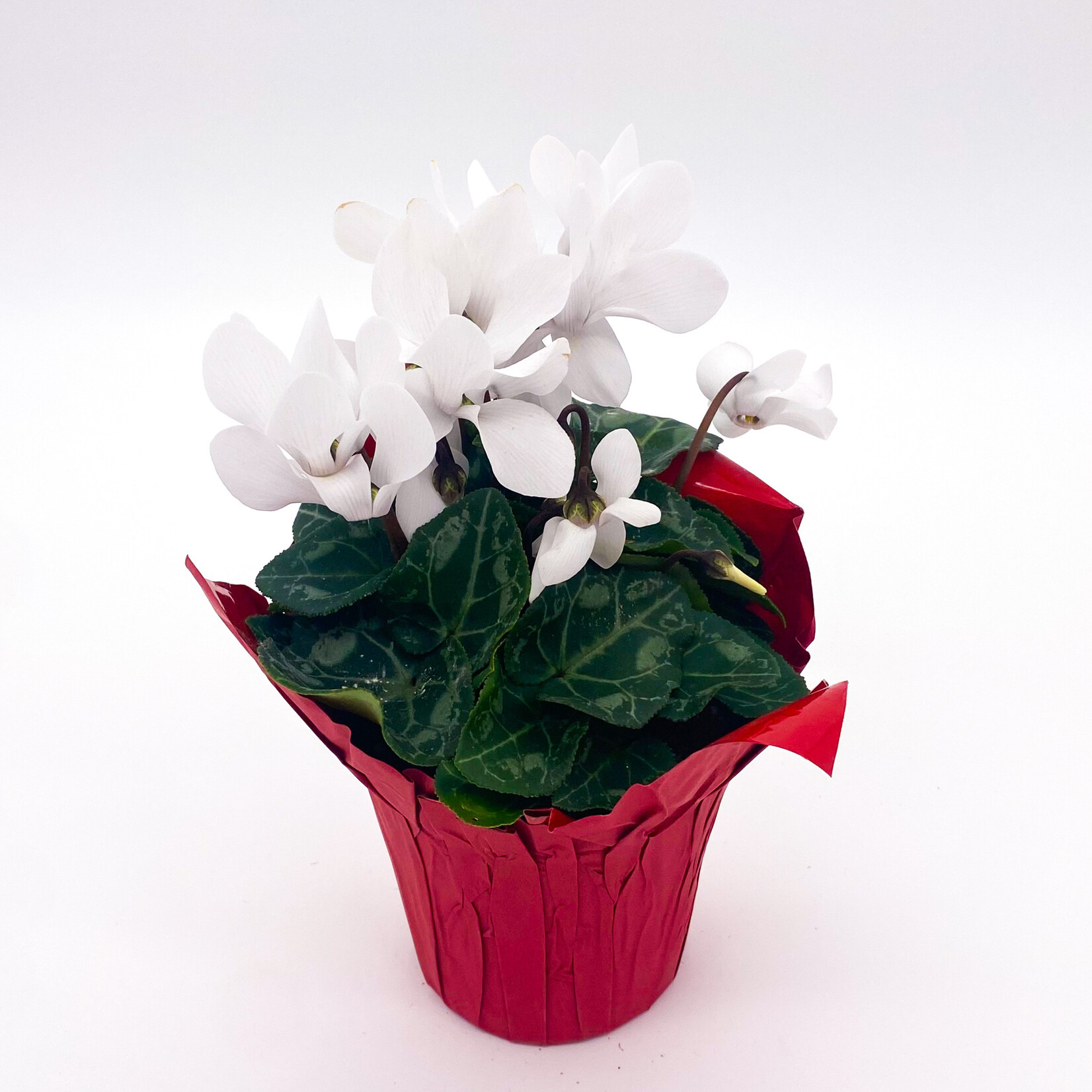 Cyclamen, 6 in