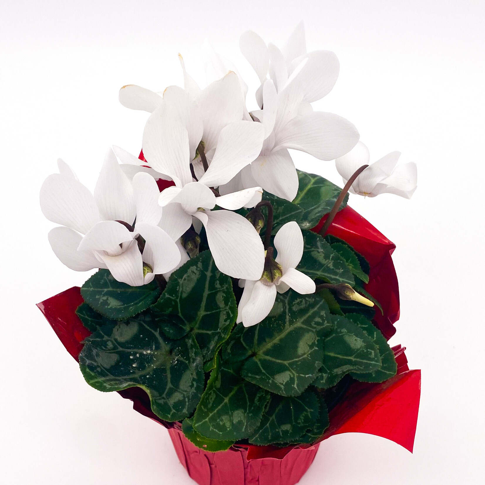 Cyclamen, 6 in