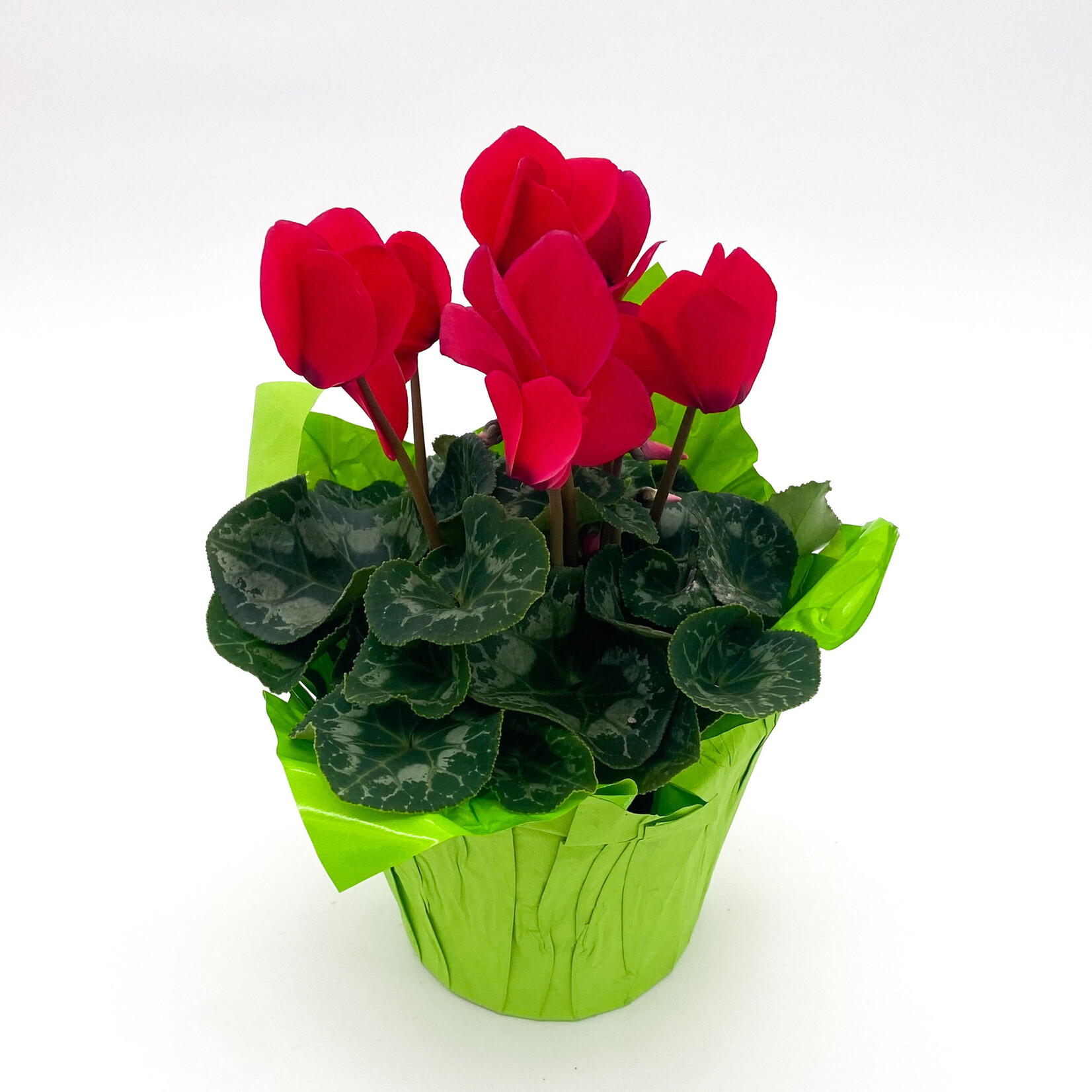 Cyclamen, 6 in
