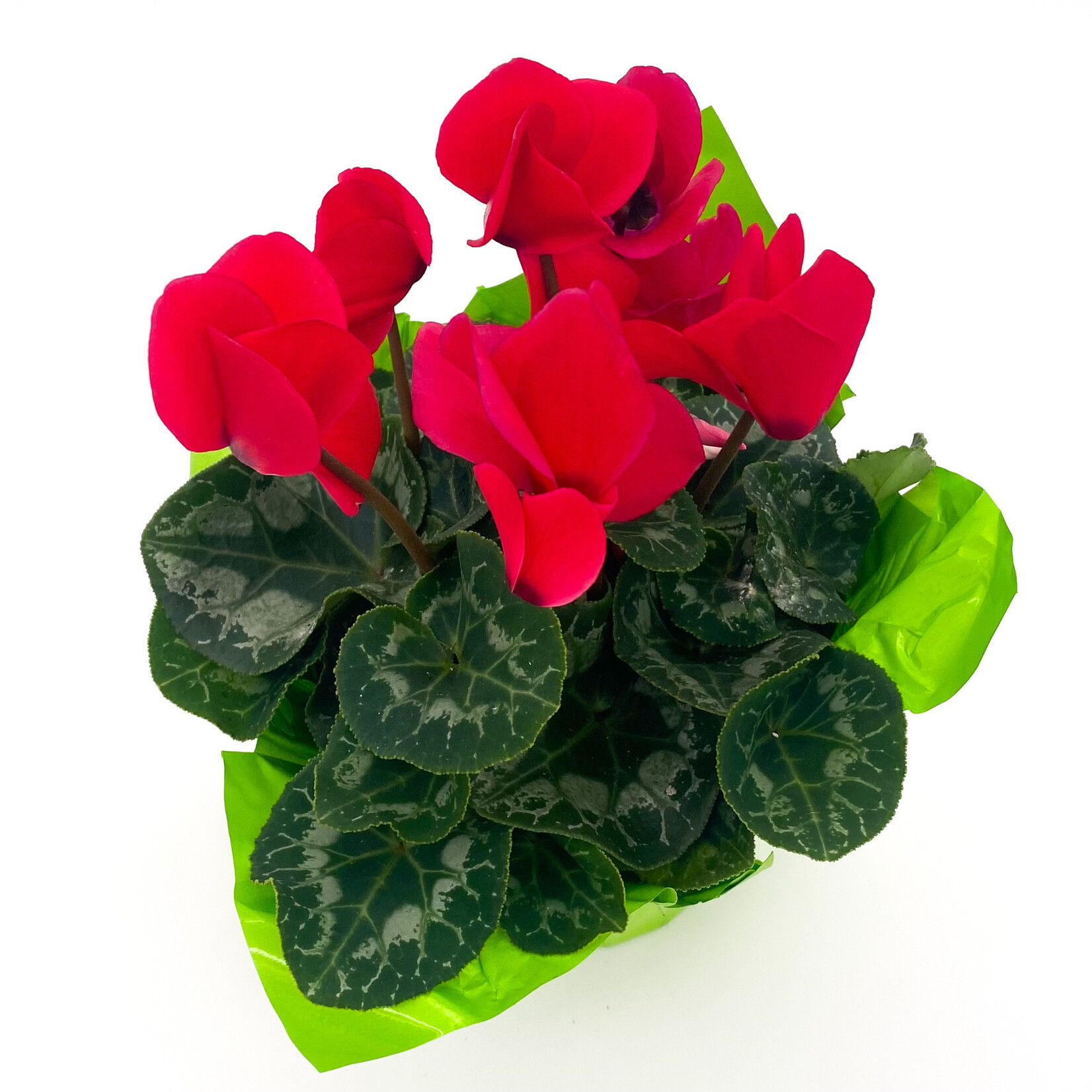 Cyclamen, 6 in