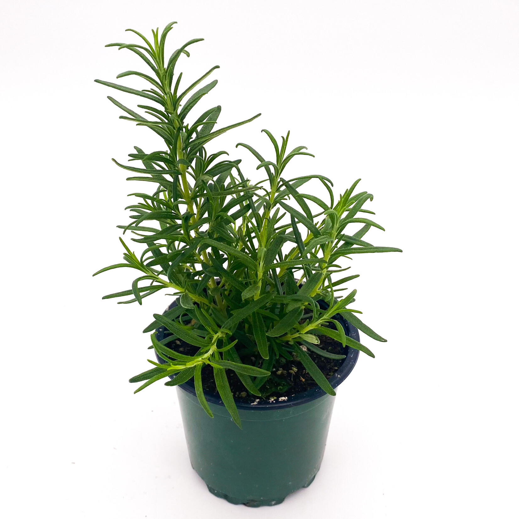Herb, Rosemary Upright 4 in