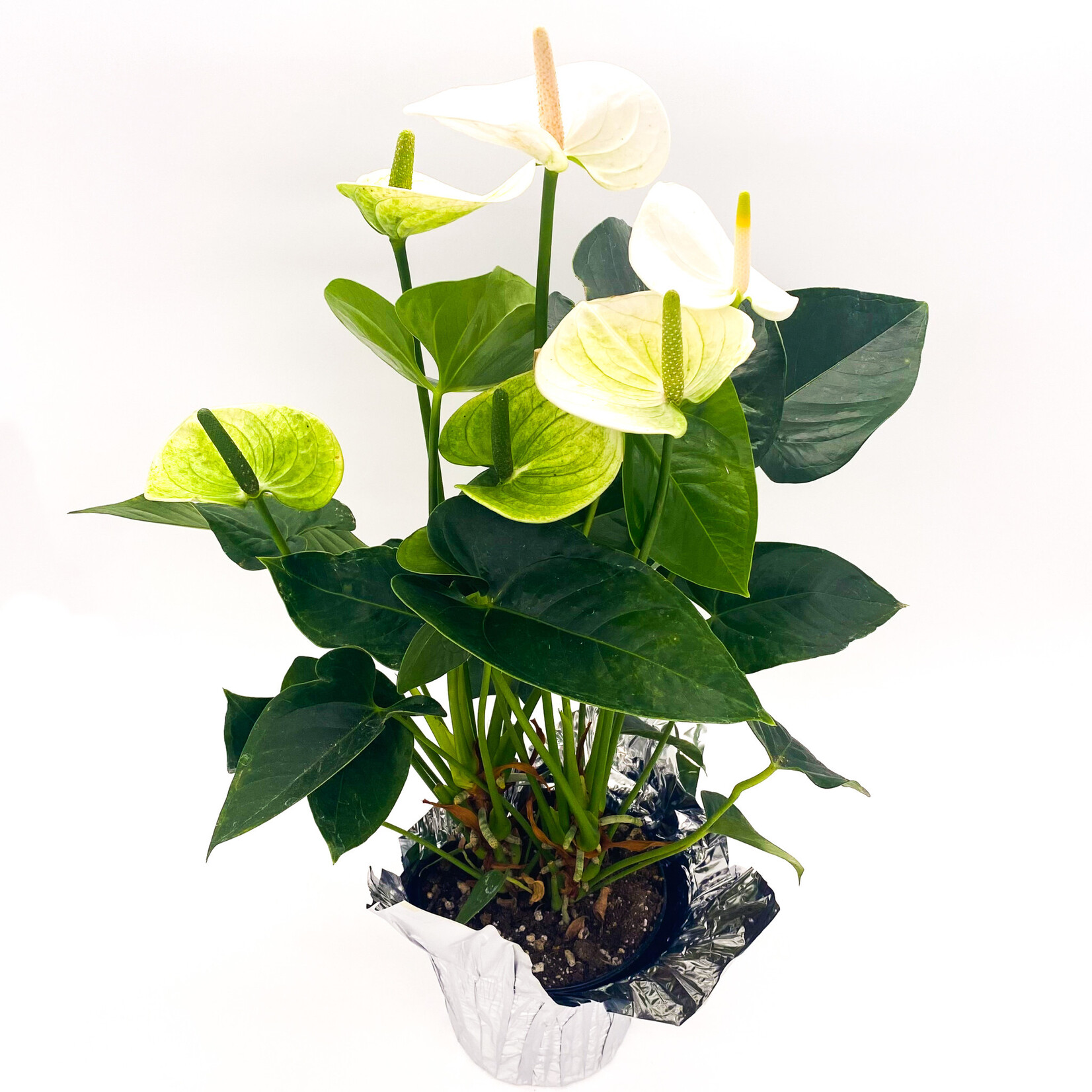 Anthurium, 6 in