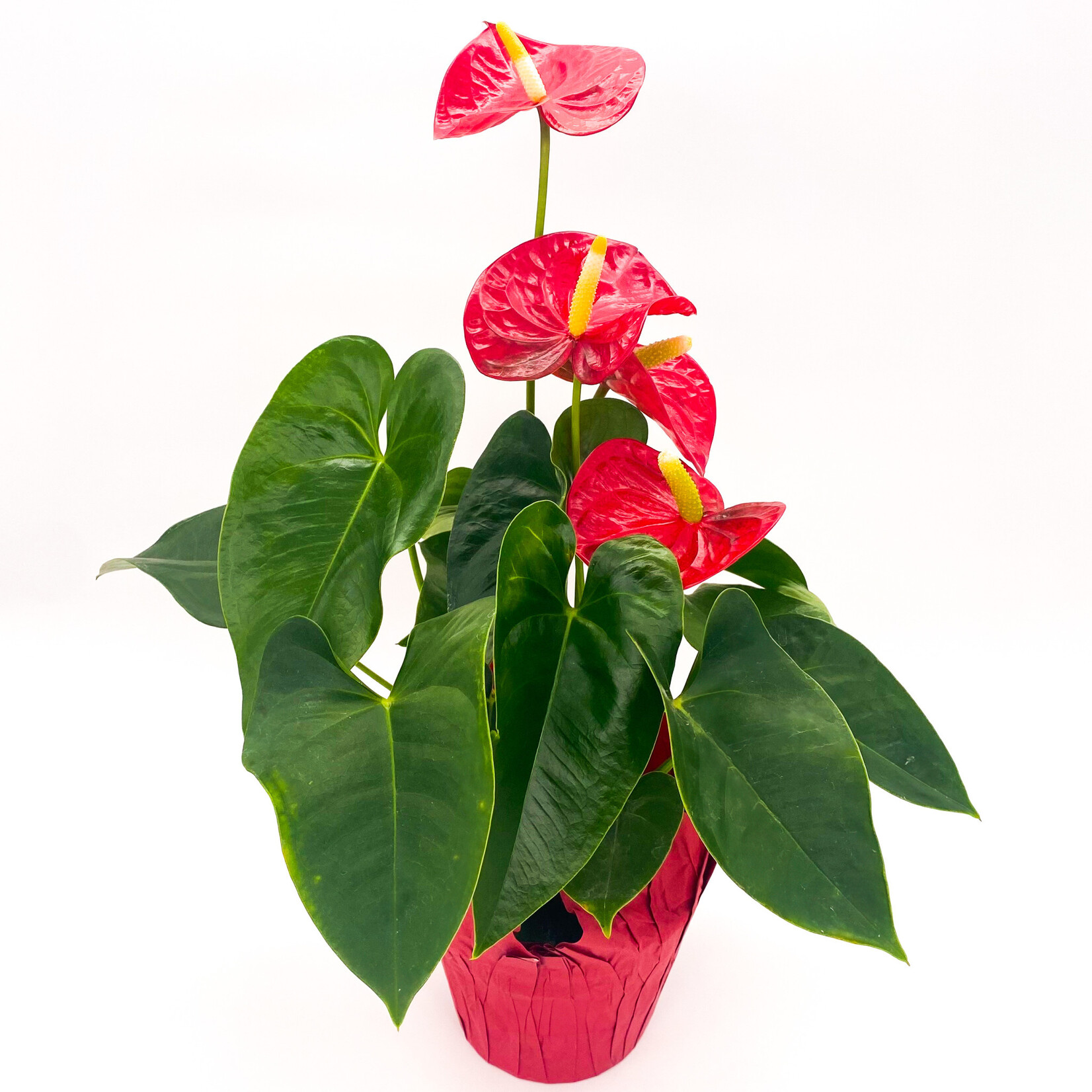 Anthurium, 6 in