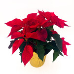 Poinsettia, Asst. 6 in
