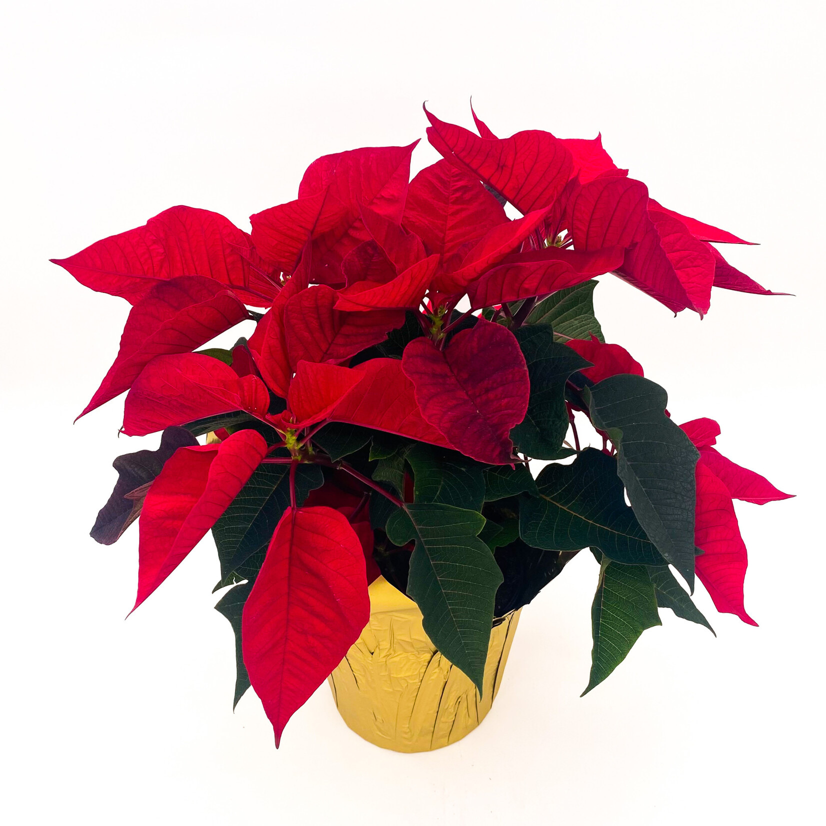 Poinsettia, Asst. 6 in