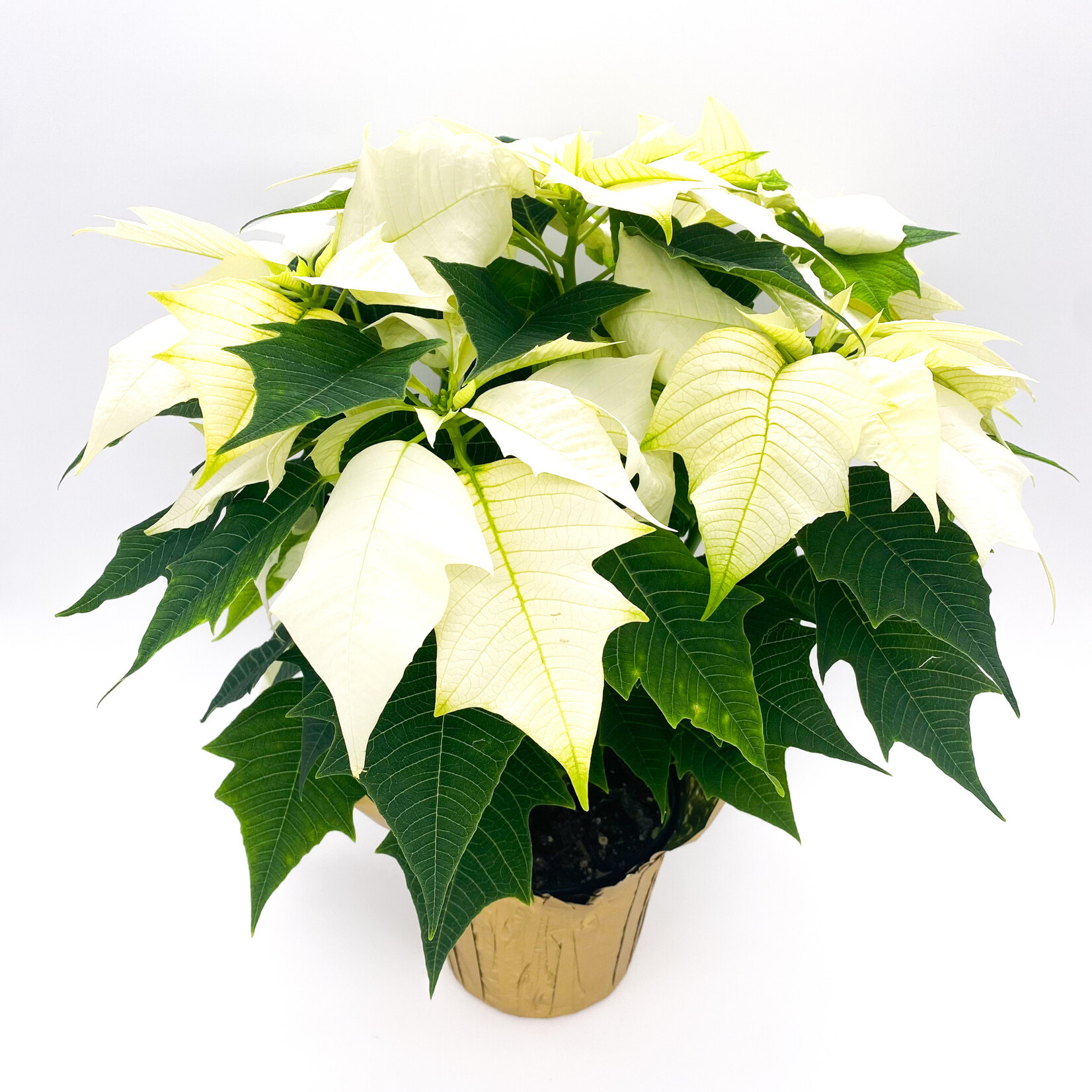 Poinsettia, Asst. 6 in