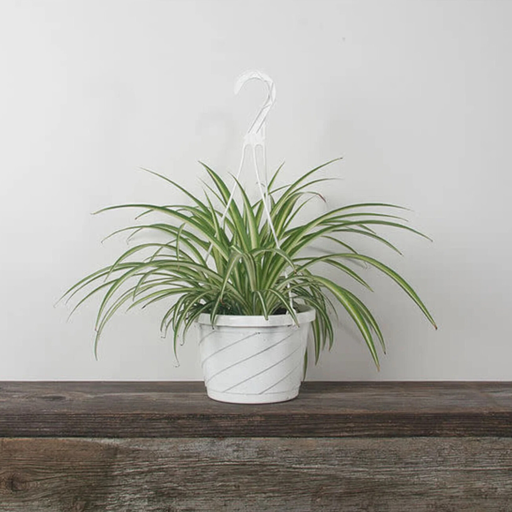 Spider Plant, Variegated 6 in HB
