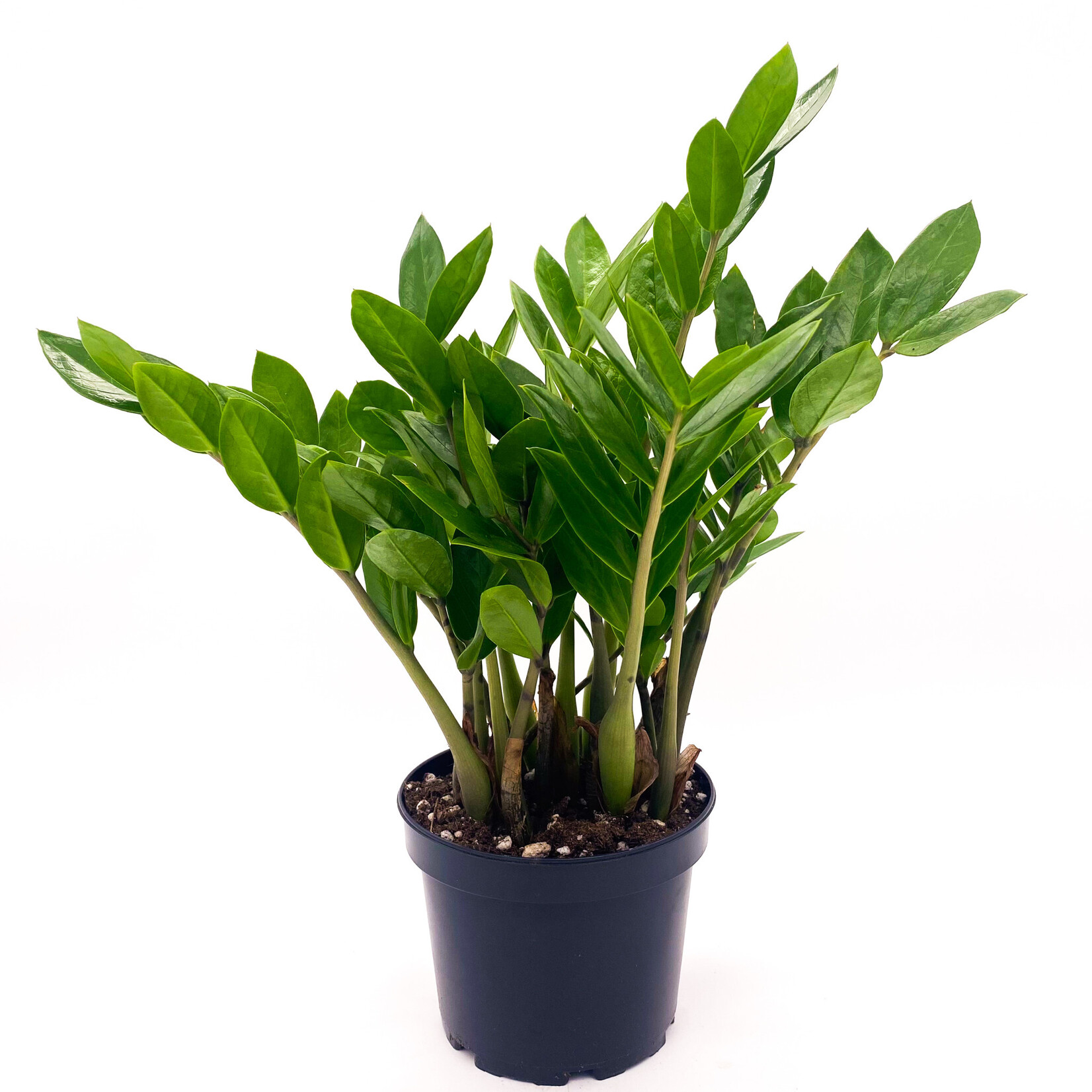 Zamioculcas, ZZ Plant