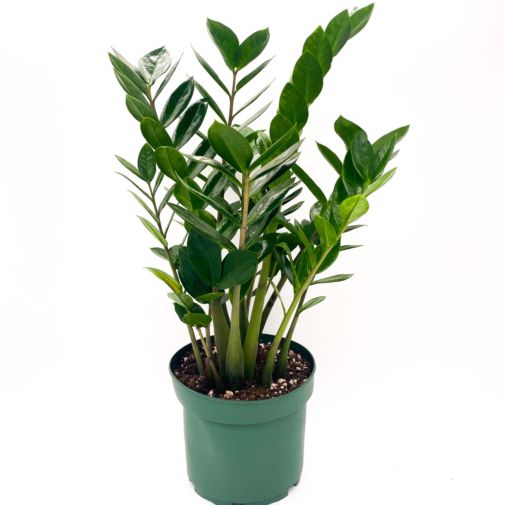 Zamioculcas, ZZ Plant