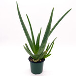 Aloe Vera, 4 in