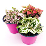 Polka Dot, Asst 4 in