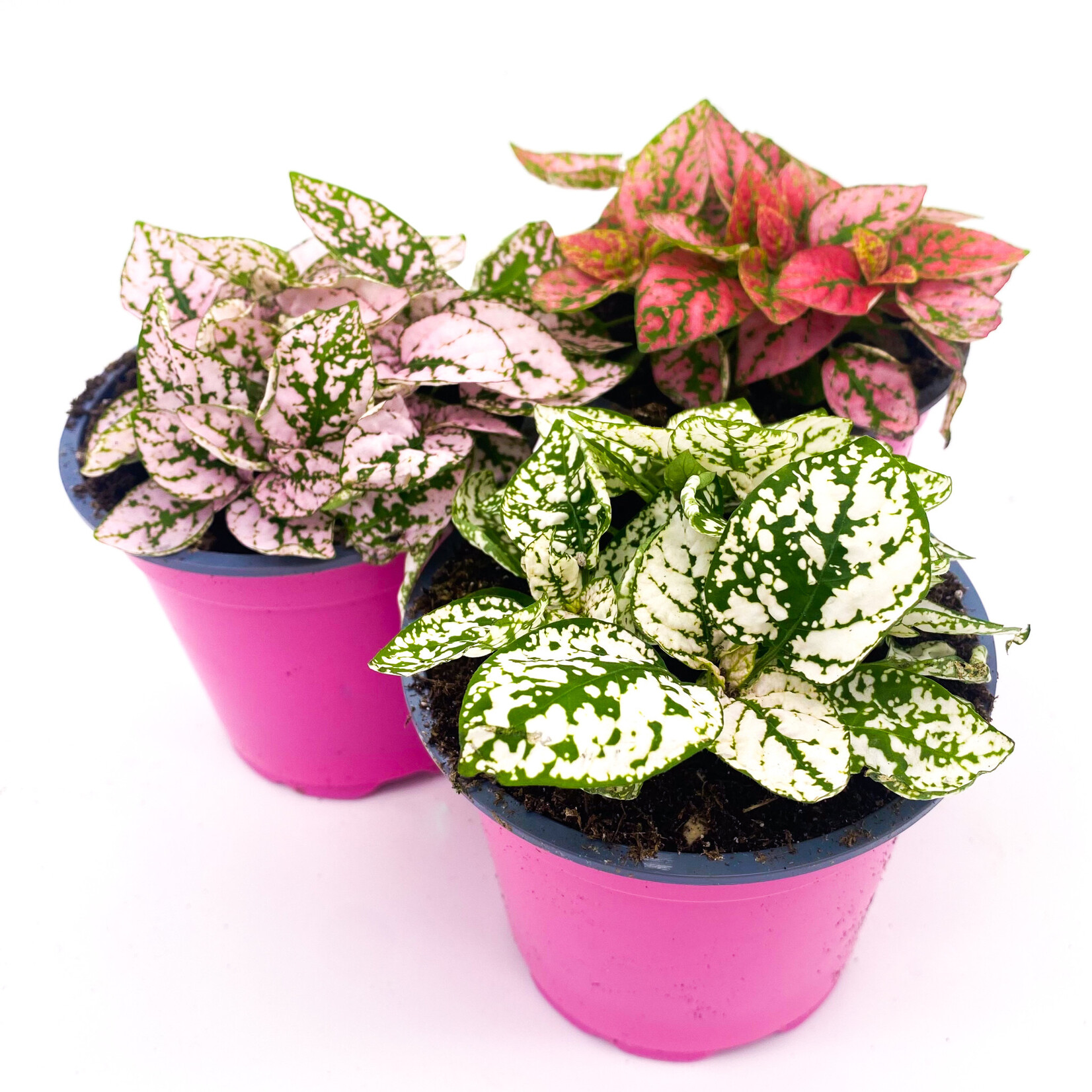 Polka Dot, Asst 4 in