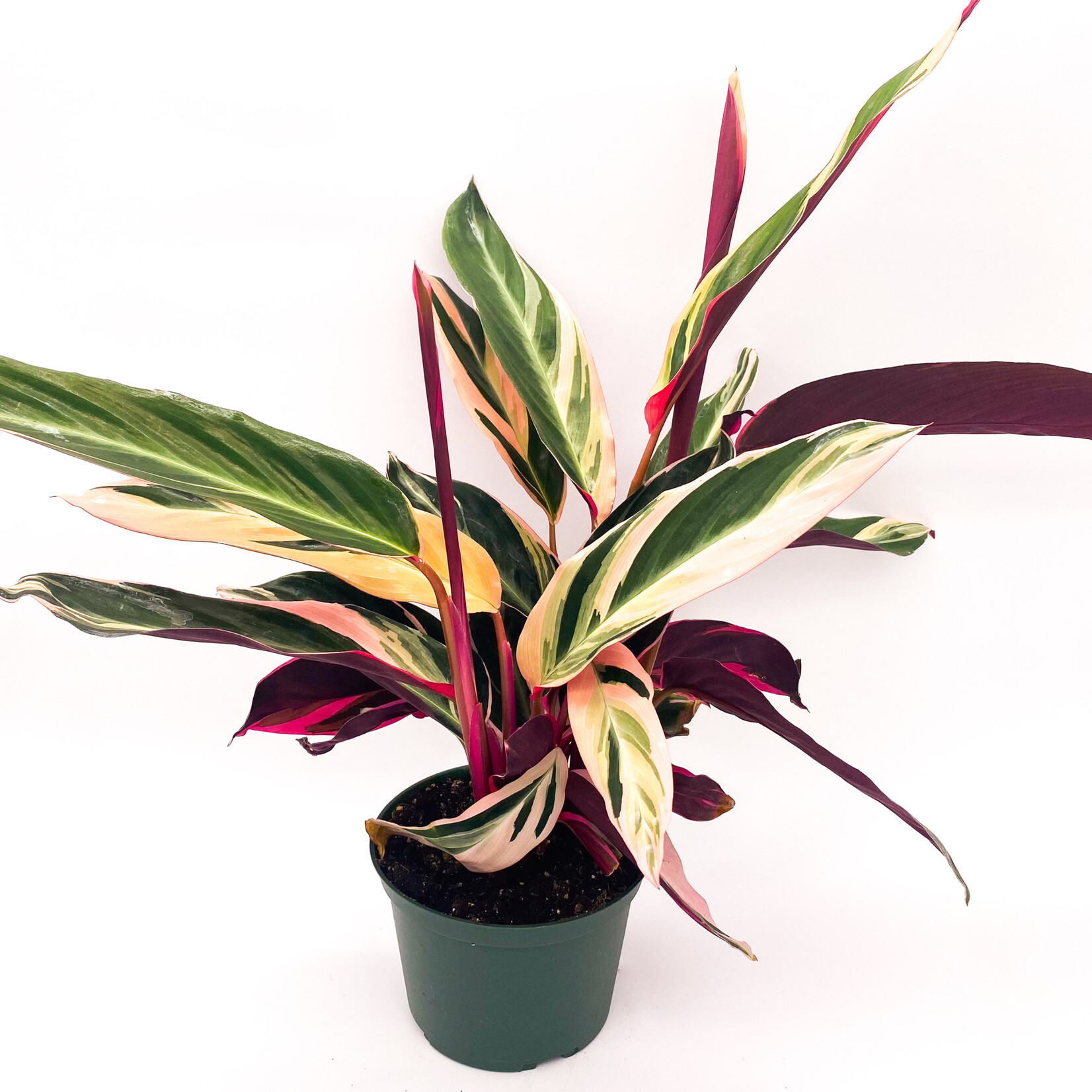 Stromanthe Triostar 6 in