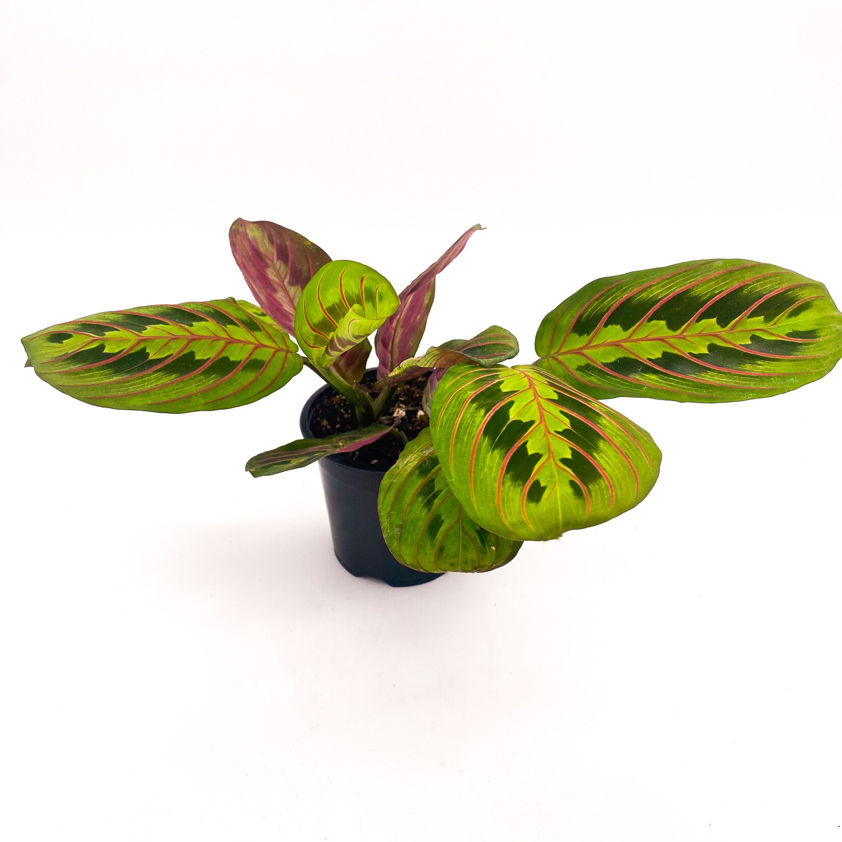 Maranta Red, Prayer Plant 4in