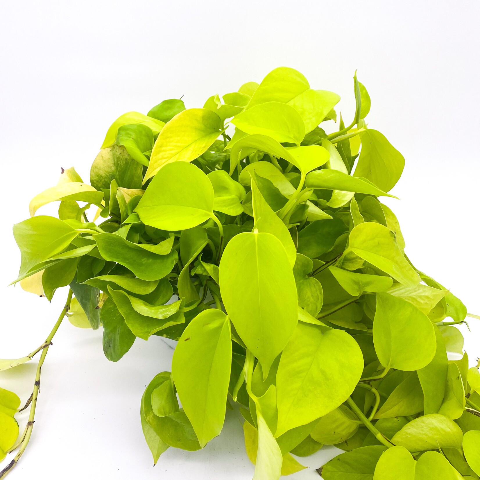 Pothos, Neon