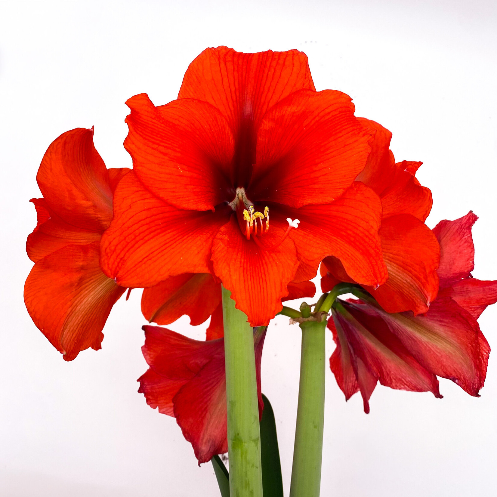 Amaryllis, Asst 6 in