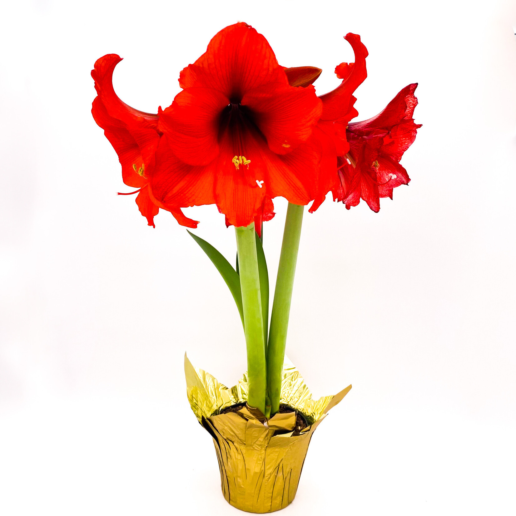 Amaryllis, Asst 6 in