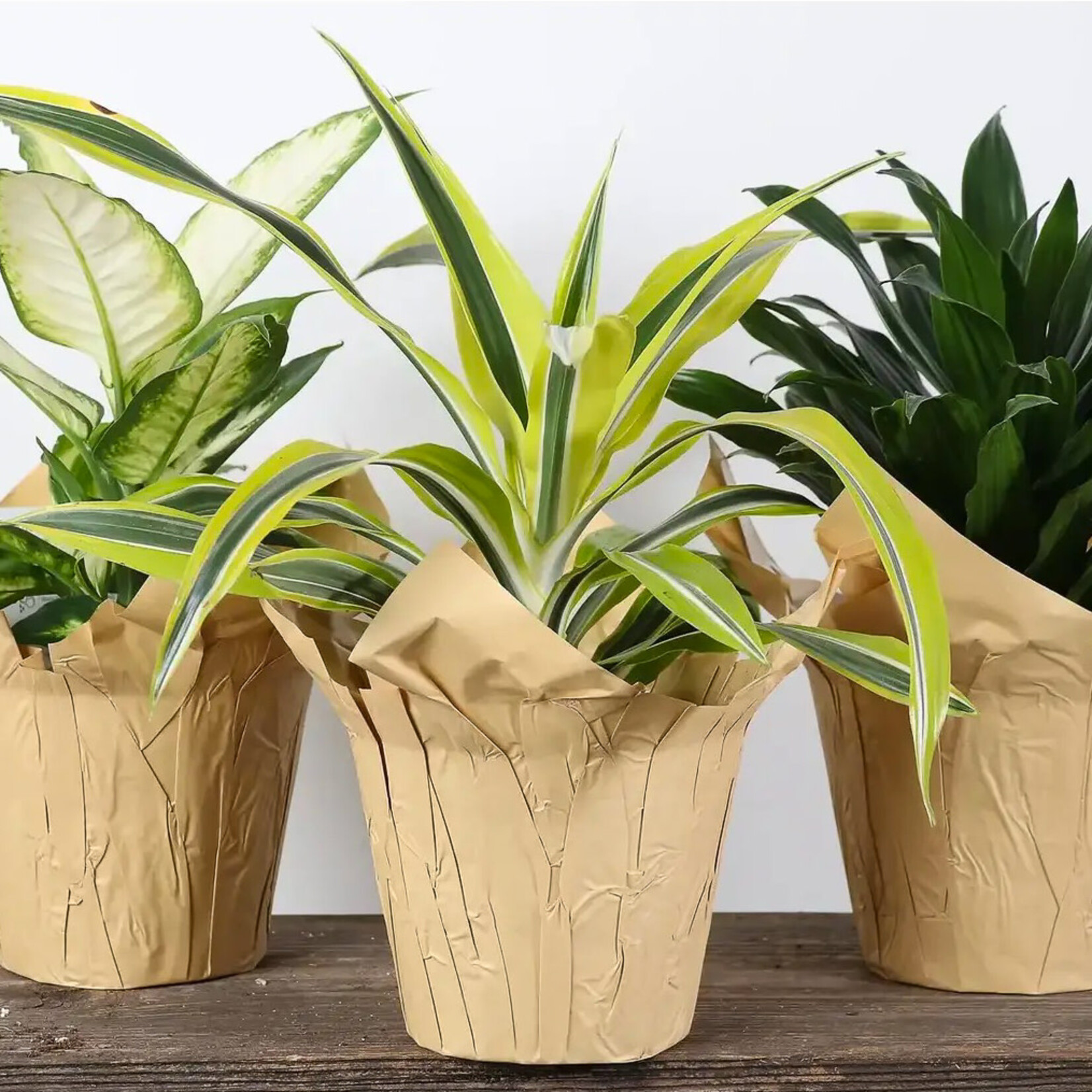 Tropicals, Asst.